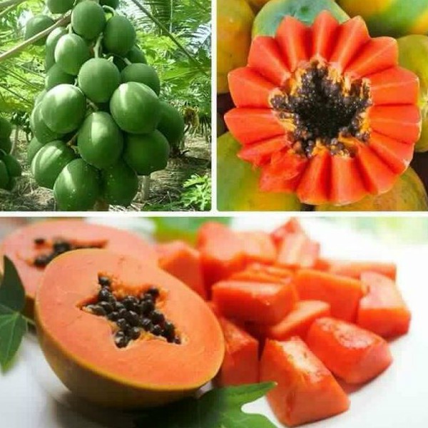 Hạt giống đu đủ ruột gấc