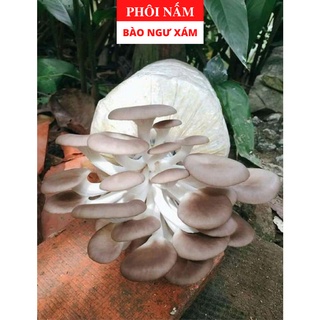 Phôi Nấm Bào Ngư Xám (6 Phôi) - Tặng Tài Liệu Hướng Dẫn Trồng Nấm