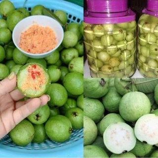 Cây ổi đông dư quả nhỏ rất thơm ra quả quanh năm ( ảnh thật hình cuối) .