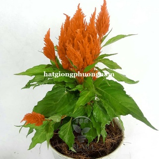 10 Hạt - Hạt Giống Hoa Mào Gà Lửa Cam Lùn F1 Phương Nam