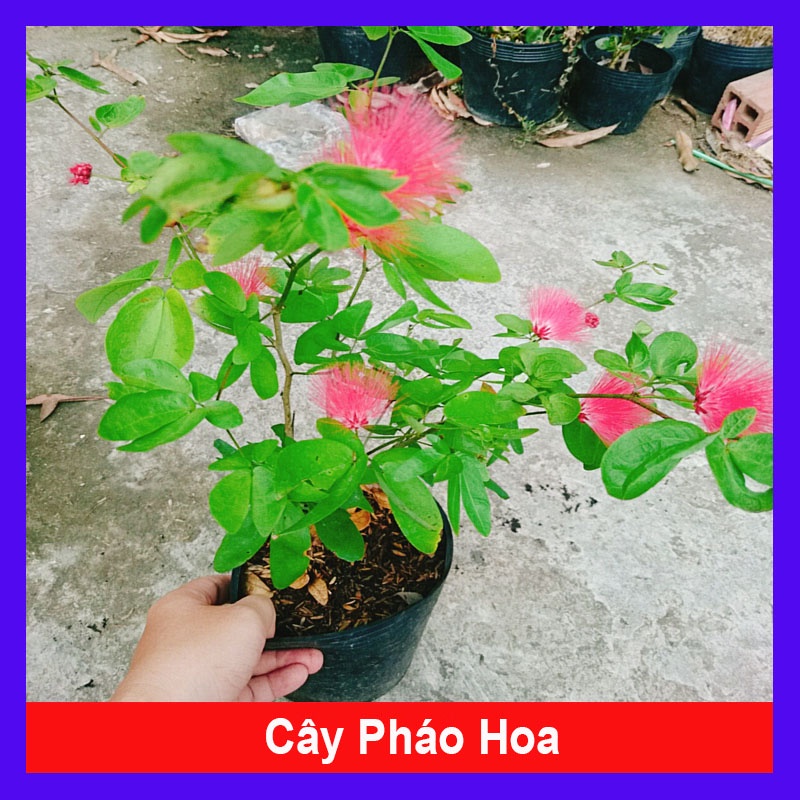 Cây Điệp Lào ( Cây Pháo Hoa )