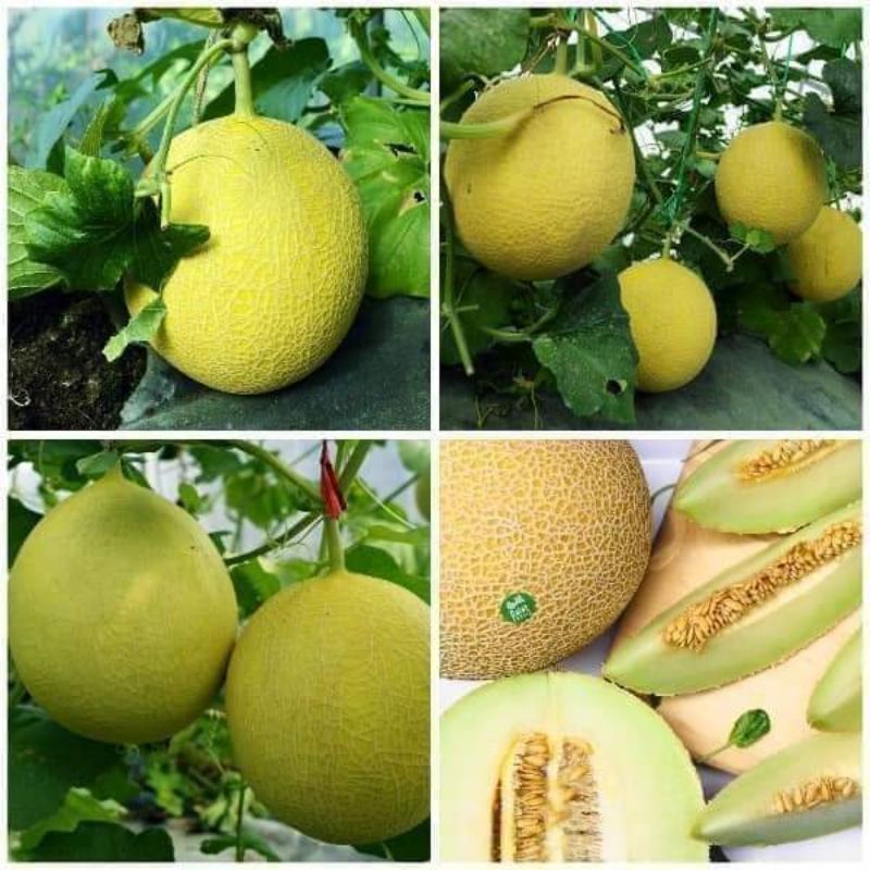 1gr hạt giống dưa lưới 🤗Cực Ngọt,  chất lượng cao