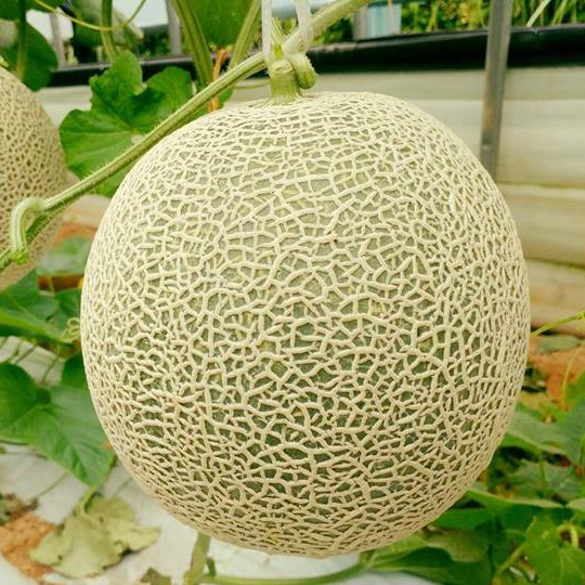 Hạt giống dưa lưới xanh siêu ngọt