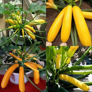 Hạt Giống Bí Ngồi Vàng F1, dễ trồng sinh trưởng phát triển khoẻ, kháng bệnh tốt- gói 10 hạt