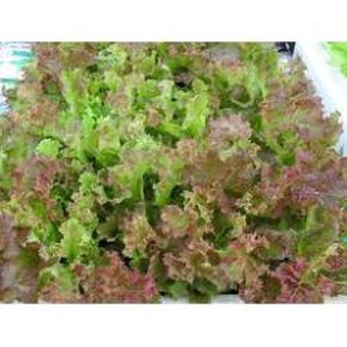 Hạt giống rau xà lách xoăn tím .