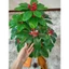 Cây giả - cây kim ngân lượng cao 80cm
