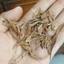 Cây thạch vĩ khô thượng hạng JINDO 1kg