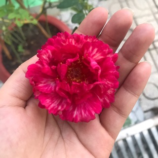mill_nhi