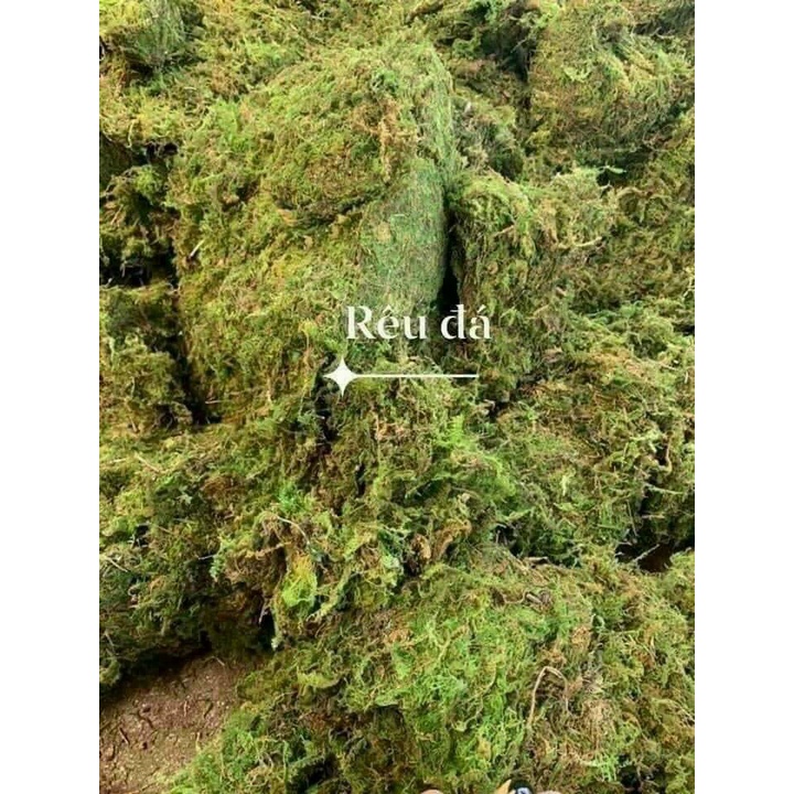 500gram Rêu rừng khô, xanh, sạch giá thể trồng lan và cây cảnh | Shopee ...