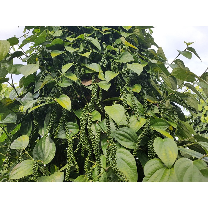 Cây giống Tiêu Srilanka [ giống Hồ Tiêu năng suất cao nhất ] . [RẺ HƠN ...