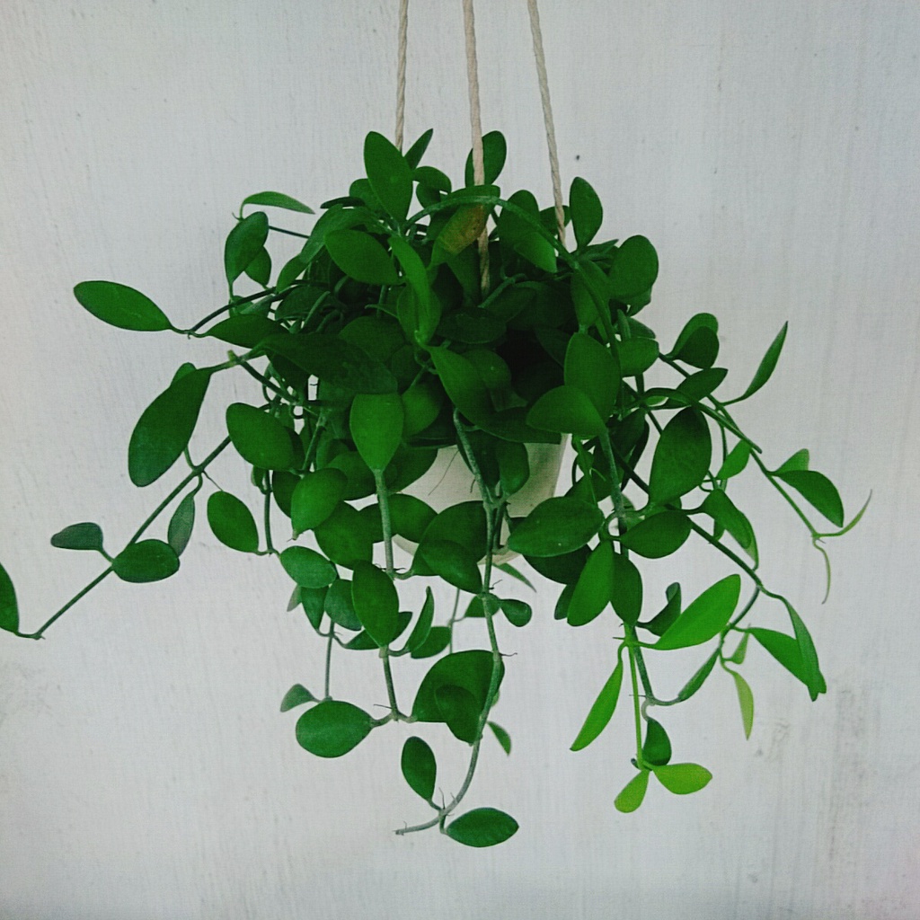 Cây lan đô la chậu treo, thân leo rủ rất nhanh, tươi tốt quanh năm, cây cảnh treo tường và ban công