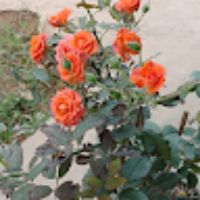 hanhan7078
