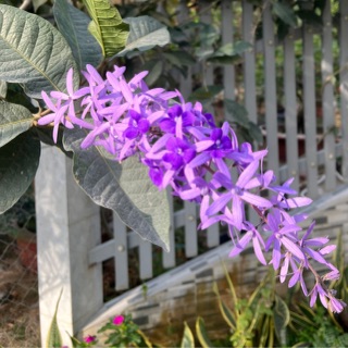 hoa_quynh_anh_1108.