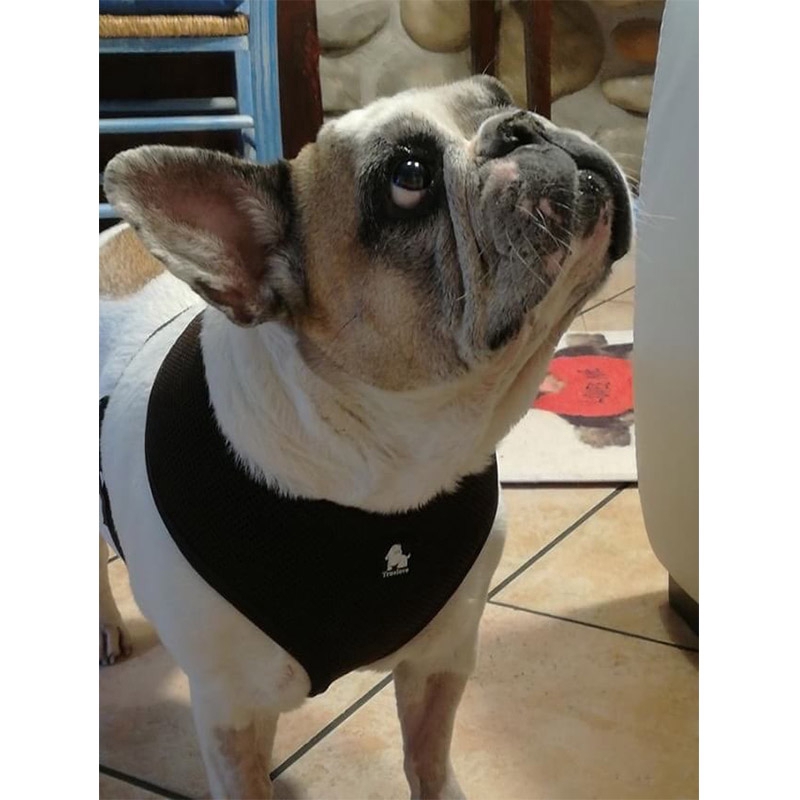 TRUELOVE Dây nịt chó mèo có thể điều chỉnh Chihuahua cho chó nhỏ vừa chó con đi bộ