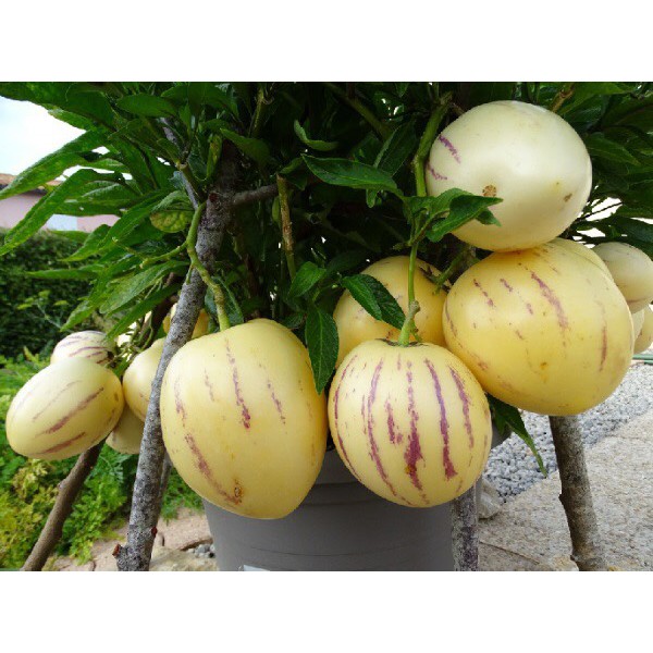 🌟Hạt Giống Dưa PEPINO F1🌟 Hạt Giống Độc Lạ Ăn Siêu Ngon [ NONG TRAI XANH ]