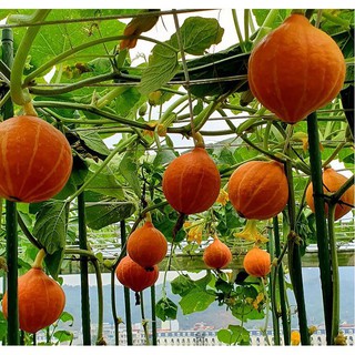 Hạt Giống Bí Mặt Trời, dễ trồng sinh trưởng phát triển khoẻ- gói 10 hạt