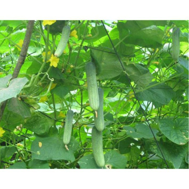 Hạt giống dưa chuột chùm F1