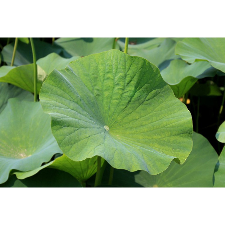 Lá sen khô thượng hạng JINDO 1kg