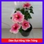 Cây Hoa Dâm Bụt Hồng Viền Trắng - cây cảnh đẹp