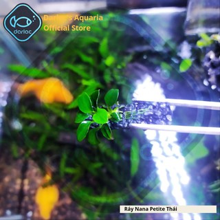 Ráy Nana Petite Thái full lá nước - Ráy Thái Darlac's Aquaria - Anubias Nana Petite