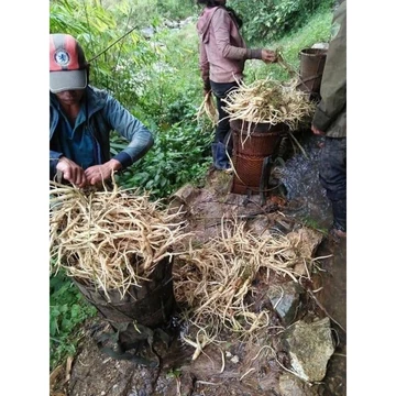 Sâm dây khô Ngọc Linh (Đẳng sâm)