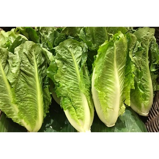 HẠT GIỐNG RAU XÀ LÁCH GIÒN Romaine GÓI 2GR HẠT