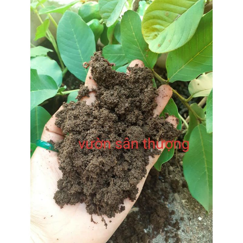 Phân Trùn Quế Duy Trì Ẩm Cung Cấp Dinh Dưỡng, V.i Si.nh Có Lợi Cân Nặng tự chọn