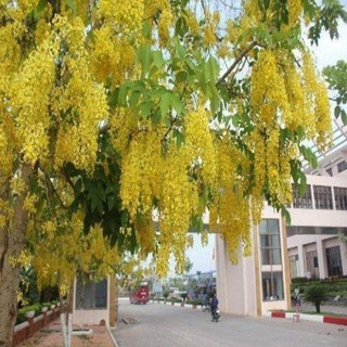 Cây muồng hoàng yến gieo hạt cao 70- 90 cm. .