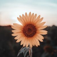 yellow_rose_0902