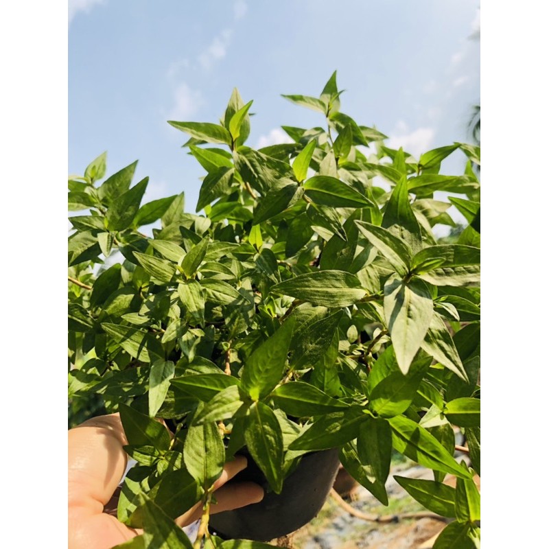 Chậu Rau Răm | Shopee Việt Nam