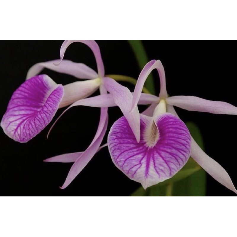 Lan Brassavola Nữ Hoàng Bóng Đêm | Shopee Việt Nam