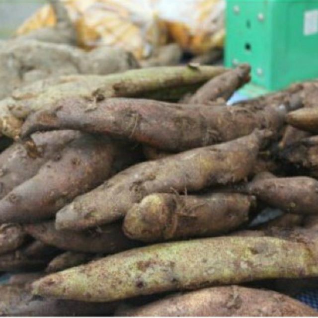 Cốt toái bổ hay gọi là tắc kè đá thượng hạng JINDO 1kg hỗ trợ tốt cho xương khớp