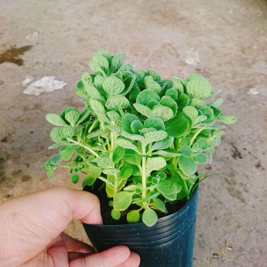 Cây Sen Thơm ( Nhất Mạt Hương ) Toả Hương Thơm Dễ Chịu - cây cảnh để bàn