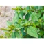 Cây dền gai khô thượng hạng JINDO 1kg