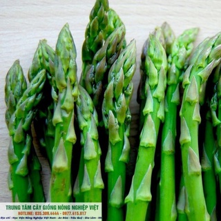 Cây Giống Măng Tây Xanh Xào Thịt Bò .
