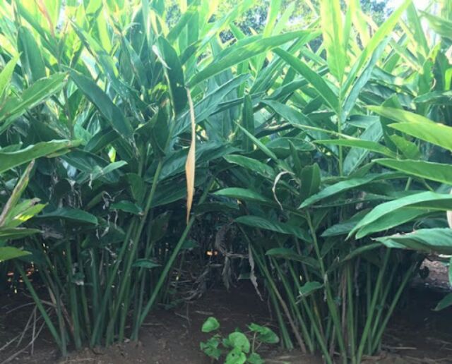 1kg Riềng tươi nguyên củ | Shopee Việt Nam