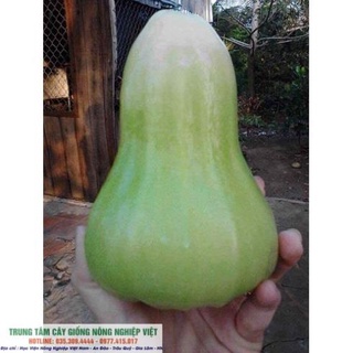 Cây giống Roi Xanh .