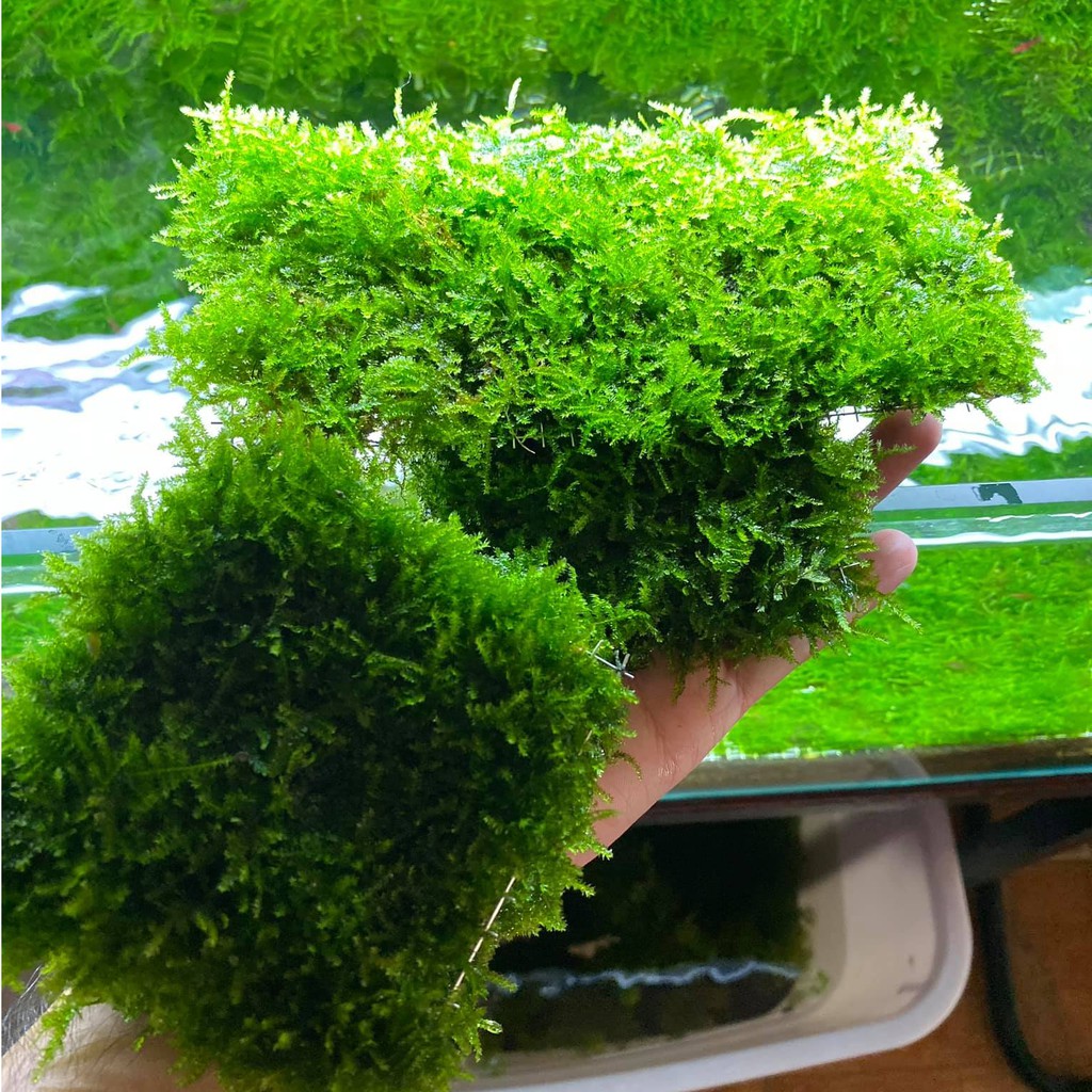 Vỉ inox ươm trồng rêu | Shopee Việt Nam