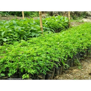 Cây Giống Hoa Thiên Lý Leo Giàn .