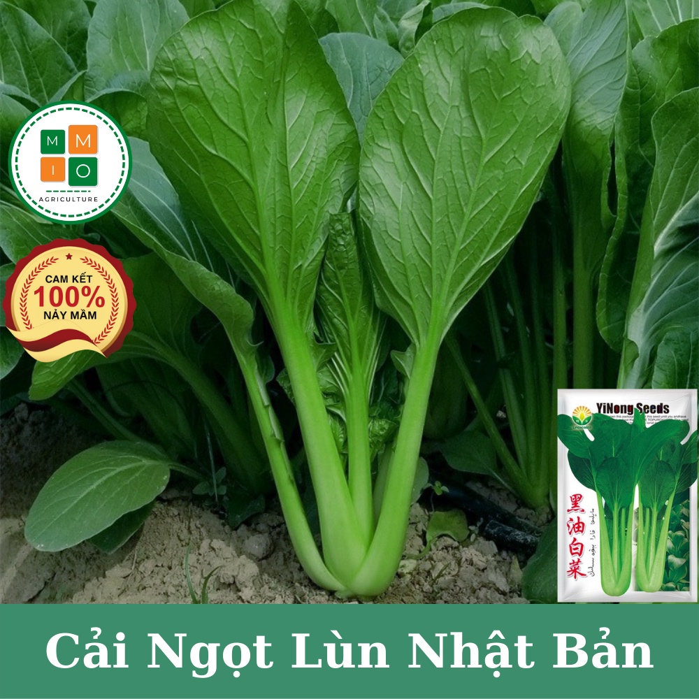 Hạt giống rau cải ngọt lùn chịu nhiệt | Shopee Việt Nam