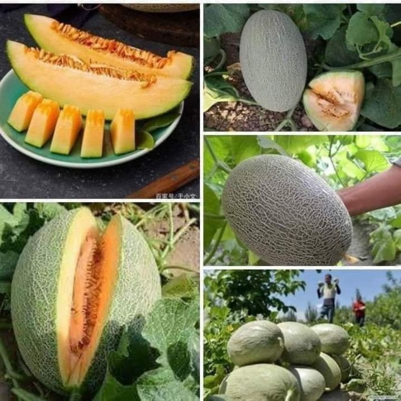 1gr hạt giống dưa lưới 🤗Cực Ngọt,  chất lượng cao