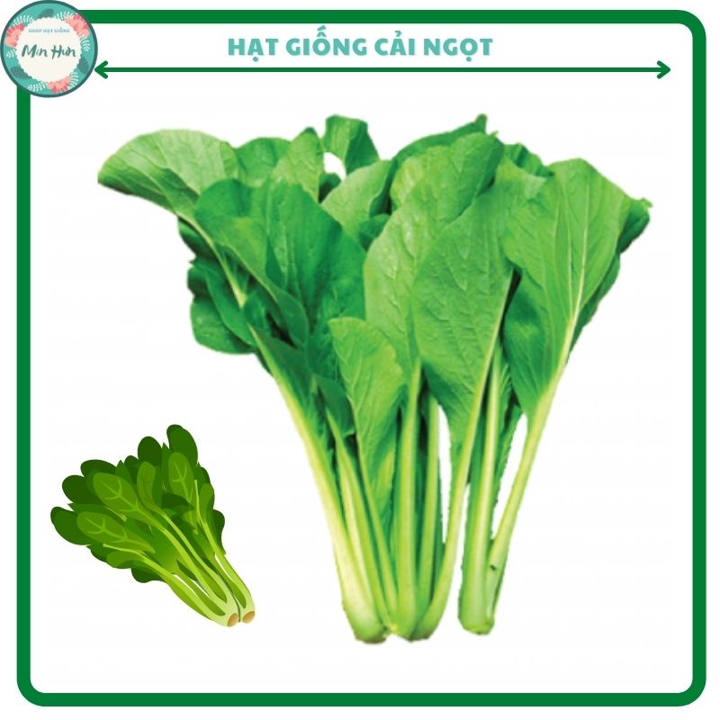 Hạt Giống Rau Cải Ngọt Giòn Ngọt, Năng Suất Cao 20gr | Shopee Việt Nam