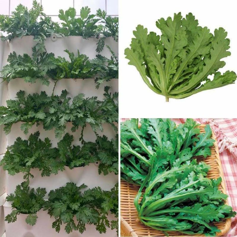 Hạt Giống Rau Cải Cúc f1 ( Tần Ô) 🤗 Siêu Nảy Mầm 🥬 năng suất cao