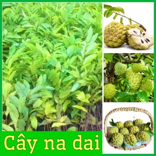 Cây giống na dai truyền thống thịt dai ngon ít hạt mùi rất thơm .