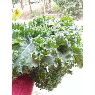 🌟Cải Xoăn Xanh Kale🌟 Giống Năng Xuất Cao Chống Chịu Sâu Bệnh 50 Hạt