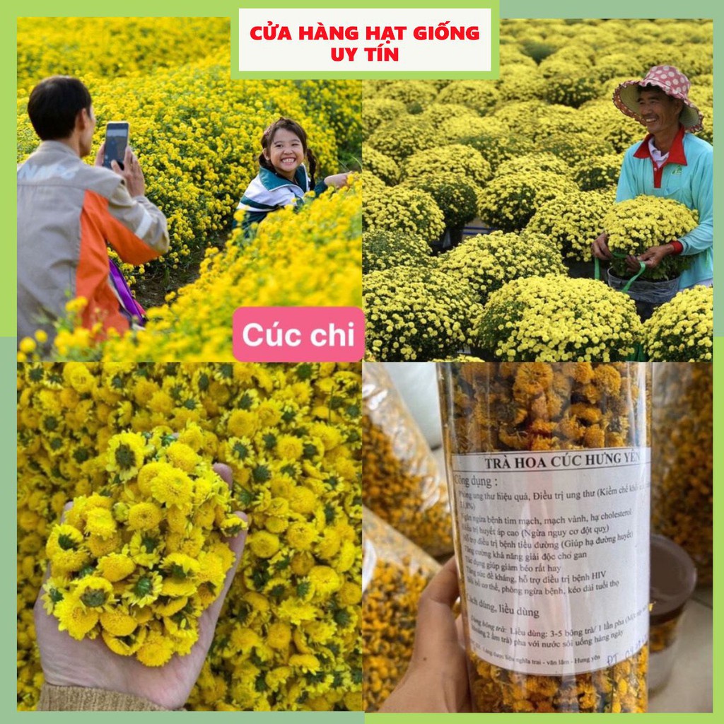 Hạt Giống Cúc Chi Vàng Mini F1 Hoa Nở Siêu Đẹp & Dễ Trồng có Tặng kèm ...