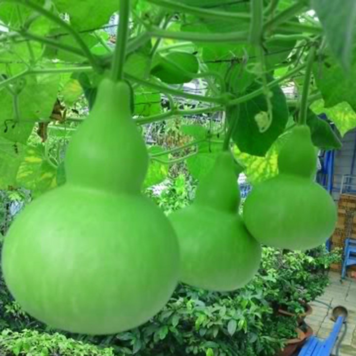 Hạt giống bầu hồ lô
