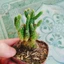 Xương Rồng Tai Thỏ - cây cảnh mini