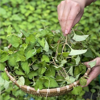Mặt nạ diếp cá [Tặng cọ/que trộn khi mua kèm deal sốc] Leng Keng  Farm