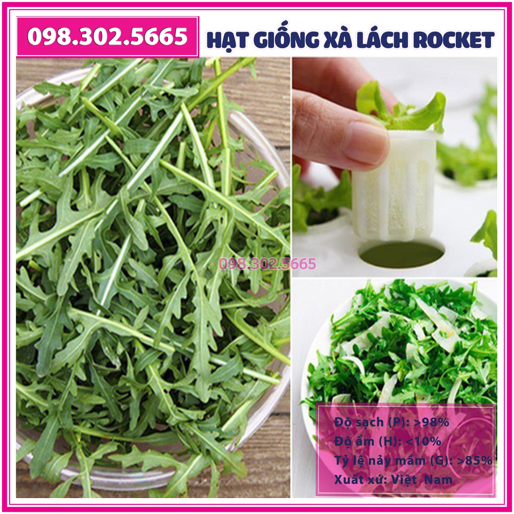 2g Hạt giống rau xà lách rocket, rau arugula F1 cao sản | Shopee Việt Nam